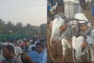 more than 2 crore goat sold in tiruvannamalai weekly market