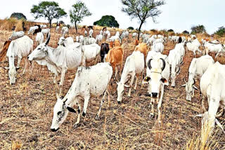 Cows Die After Being Hit Private Travel Bus