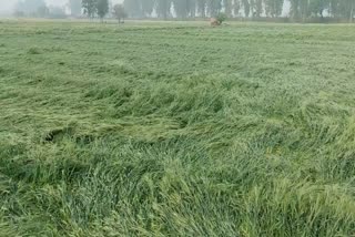 unseasonal rain in rohtak