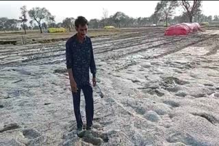 MP Guna Crops destroyed