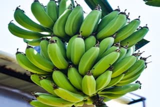 Raw Banana Benefits News