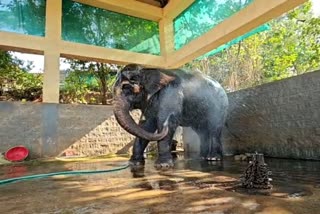 Elephant Mahalakshmi is taking bath