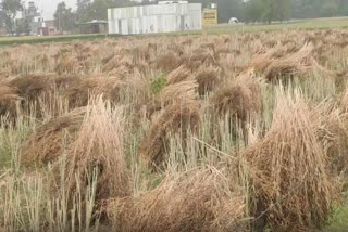 Mustard crop soaked rain in Bhiwani