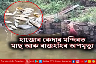 Death of fish at Kedar temple in Hajo