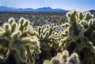 Teddybear Chollas are seen within the proposed Avi Kwa Ame National Monument on Feb. 12, 2022, near Searchlight, Nev. Biden intends to designate Avi Kwa Ame, a desert mountain in southern Nevada that's considered sacred to Native Americans, as a new national monument