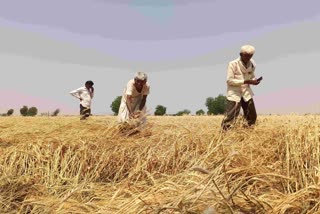 Kutch Farmers Woe : ઘઉં રાયડો ને એરંડો હંધુય પાણીમાં, ખેડૂતોની વ્યથાનો પાર નહીં બાપલ્યા