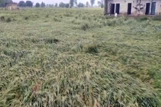 Crops damaged due to hailstorm