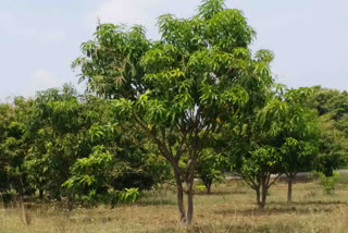 Record mango production expected