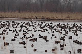 13 Lakh Birds Visited Kashmir