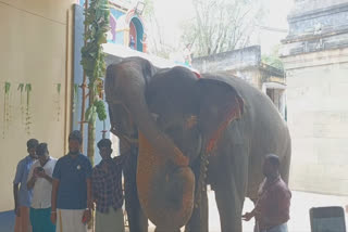 கொஞ்சிக் குலாவிய யானைகள் - மாயூரநாதர் கோயிலில் கண்ட வியத்தகு காட்சி