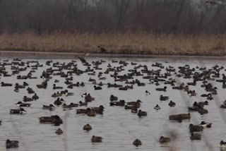 Migrant Birds In Kashmir