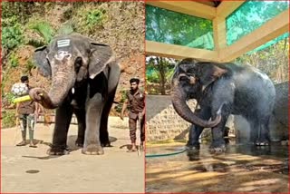 Elephant plays football and cricket and takes bath herself