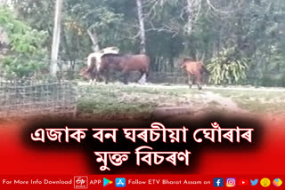 Feral Horses take shelter in Tinsukia