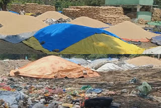 is a situation near Theni harvested paddy grains have to be piled at the garbage dump