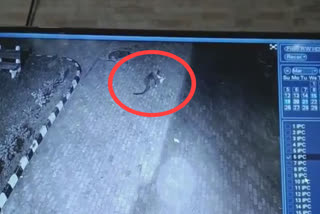 Leopard spotted again in Nangal, CCTV viral