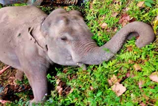 indian-army-takes-responsibility-of-deaths-of-elephants