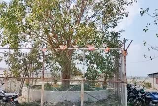 Madhya Pradesh VVIP Tree