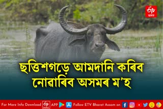 Banned on buffalo import