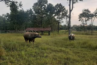 bilaspur-high-court-ban-on-brought-female-wild-buffalo-from-assam