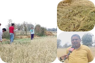 crops damaged due to hailstorm in balaghat