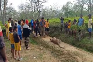 Leopard recovered at Sonari