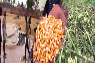 Crop Losses Due To Heavy Rains