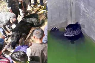 Bear rescued in rampur