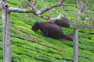 elephant Idukki  ഒറ്റയാന്മാർ  കുട്ടിയാന  കേരള വാർത്തകൾ  ഇടുക്കി വാർത്തകൾ  ആനയിറങ്കല്‍  ആന  കുട്ടിക്കൊമ്പൻ  ഇടുക്കിയിലെ കൗതുകക്കാഴ്‌ച  Idukki elephant  baby elephants in idukki  Idukki elephant beauty  idukki news  anayirangal  kerala news  baby elephants