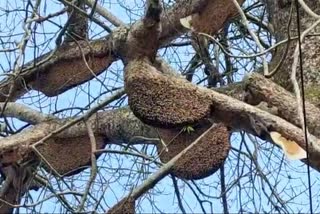 Honey Bee shelter tree