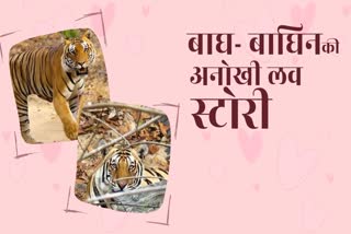 Unique love story of tiger and tigress