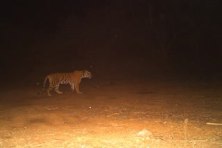 tigress released in the wild,  Tigress named ST 30 in Sariska