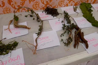 5th passed old man identified 500 Medicinal Plants, displayed them in Kota Arogya Mela