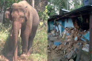 battle with elephant  ആന  ചിന്നക്കനാൽ  ശാന്തന്‍പാറ  ഗോത്രജനത  മിഷൻ അരിക്കൊമ്പൻ  കാട്ടാനകൾ  wild elephant  arikkomban  munnar  idukki  man vs wild  wild life  conflicts  ഹൈക്കോടതി ഉത്തരവ്  അരിക്കൊമ്പൻ