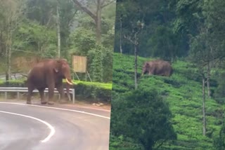 Arikkomban in tea plantation  Wild elephant Arikkomban  Idukki Wild elephant Arikkomban  Arikkomban  തേയില ചെരുവില്‍ വിലസി അരിക്കൊമ്പന്‍  അരിക്കൊമ്പന്‍  മിഷന്‍ അരിക്കൊമ്പന്‍  മതികെട്ടാൻ ചോല