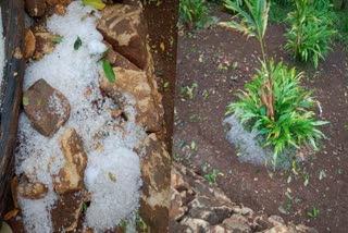 Idukki  hailstone fall in summer rain Idukki  Heavy hailstone falls in Idukki  hailstone falls in Idukki  hailstone fall  ഹൈറേഞ്ചില്‍ പെയ്‌തിറങ്ങിയത് ആലിപ്പഴ വര്‍ഷം  ഇടുക്കിയില്‍ ആലിപ്പഴ വീഴ്‌ച  ആലിപ്പഴ വര്‍ഷം  ആലിപ്പഴ വീഴ്‌ച  ഏലച്ചെടി