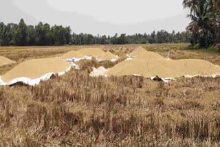 Kottayam rice farming  Rice farmers of Kottayam facing workers shortage  rice farming kottayam  crisis of rice farmers  workers shortage  കൊയ്‌ത നെല്ല്  കോട്ടയത്തെ കര്‍ഷകര്‍  കോട്ടയത്തെ കര്‍ഷകര്‍ പ്രതിസന്ധിയില്‍  തൊഴിലാളി ക്ഷാമം  തൊഴിലാളി യൂണിയനുകള്‍  നെല്ല്