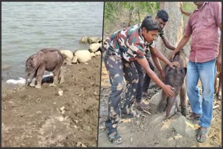 Rescue of baby elephant