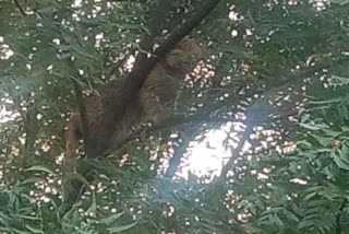 Leopard found sitting on neem