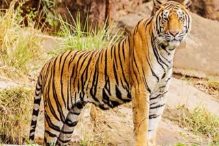 narmadapuram tiger video