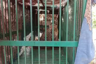 Nangal ITI Campus: A leopard entered the Nangal ITI campus, creating panic