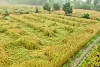 crops damaged in Panipat