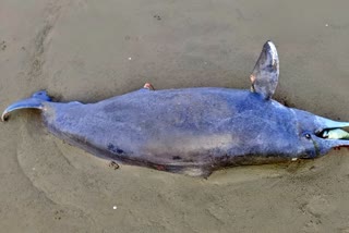 Huge dolphin carcass found