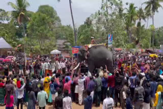 elephant  aanavaal pidi ceremony  Umayanallur Sree Bala Subrahmanya Swamy Temple  temple festival kollam  kerala news  malayalam news  kollam news  ഉമയനല്ലൂർ ബാലസുബ്രഹ്മണ്യസ്വാമി ക്ഷേത്രം  കൊല്ലം വാർത്തകൾ മലയാളം വാർത്തകൾ  ആനവാൽ പിടി ചടങ്ങ്  ക്ഷേത്രാഘോഷം  ഉമയനല്ലൂർ  ബാലസുബ്രഹ്മണ്യസ്വാമി  തൃക്കടവൂർ ശിവരാജു