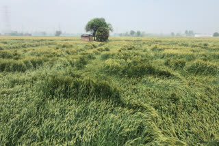 Farmers in Ropar have accused the Punjab government of not giving compensation