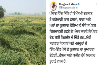 CM Mann's big statement regarding the damaged crop due to rain and hail