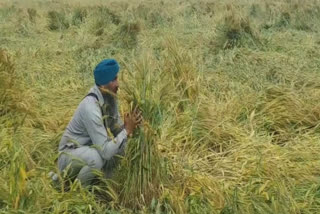 Natural disaster to farmers, crop ripening affected due to rain in Mansa