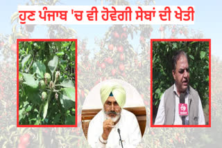Now like Himachal and Kashmir, apples will be cultivated in Punjab too! cabinet minister claimed