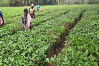 Small Tea Growers in Assam