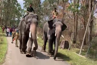 operation arikkomban in chinnakkanal updation  operation arikkomban  chinnakkanal idukki  arikkomban  wild elephant attack  elephant attack  wild life attack  konni surendran  kunju elephant  mission arikkomban  മിഷൻ അരിക്കൊമ്പൻ  അരിക്കൊമ്പൻ  അരിക്കൊമ്പൻ ദൗത്യം  അരിക്കൊമ്പനെ പിടികൂടുന്ന നടപടി  കുങ്കിയാനകൾ  കോന്നി സുരേന്ദ്രൻ  കുഞ്ചു