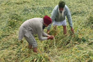 Unseasonal rains damaged crops in Barnala